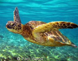 This beautiful Green Sea Turtle was shot off the coast of... by Pam Wood 